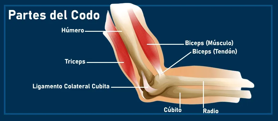 Diagram showing elbow anatomy and arthroscopy procedure